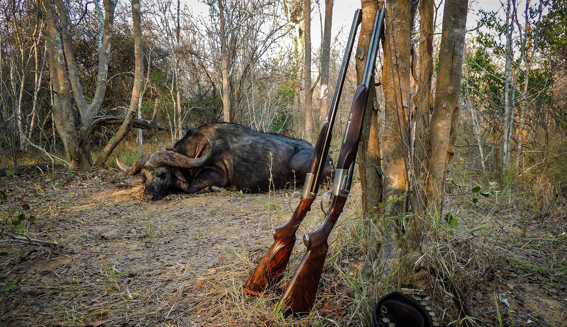 Buffalohunt in Mozambique